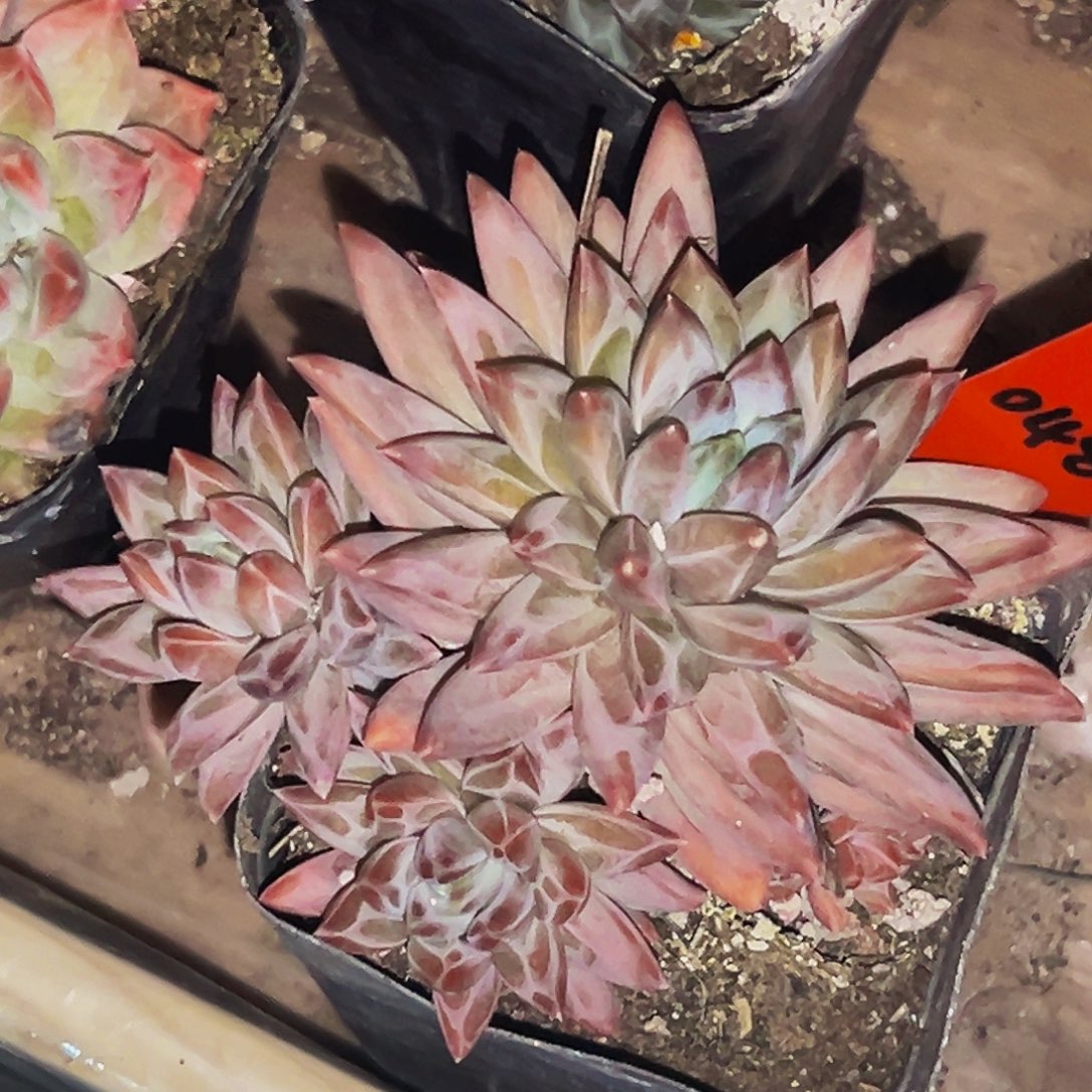 桔云多肉美人精品系列