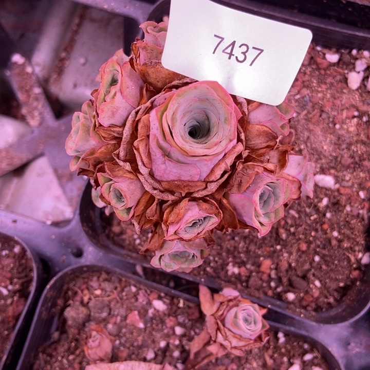 大***儿7437山地玫瑰哈一起呢