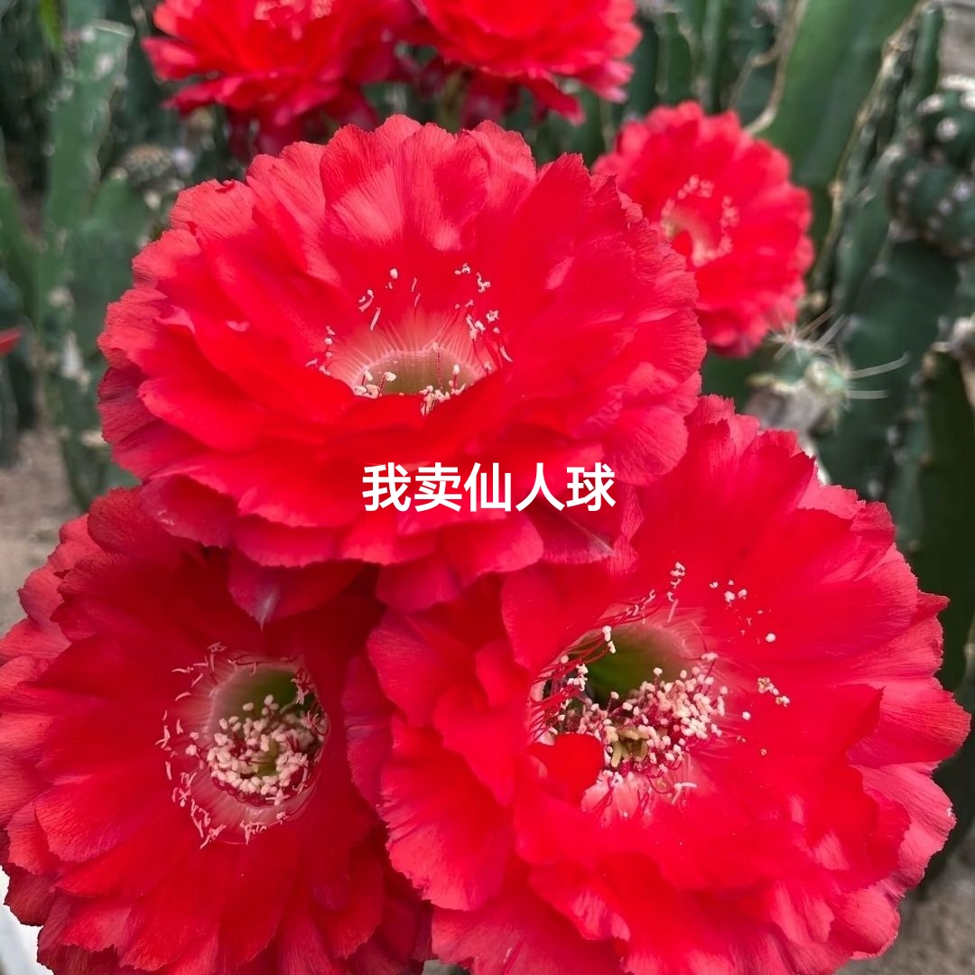 彩草红娇媚侧芽歪，净化空气满28米包邮非偏远