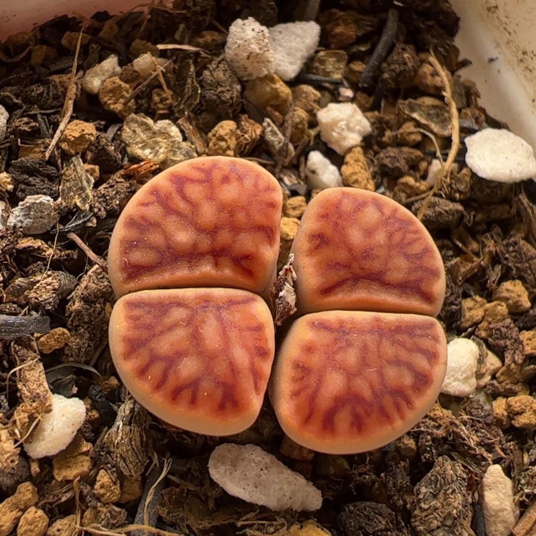 红窗菊多肉植物百科1