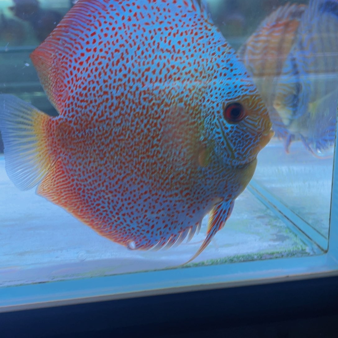 神仙鱼奚*刚十八栋