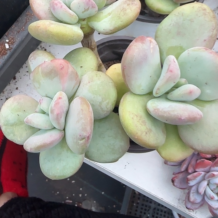 青蛙王子儿童牙膏11