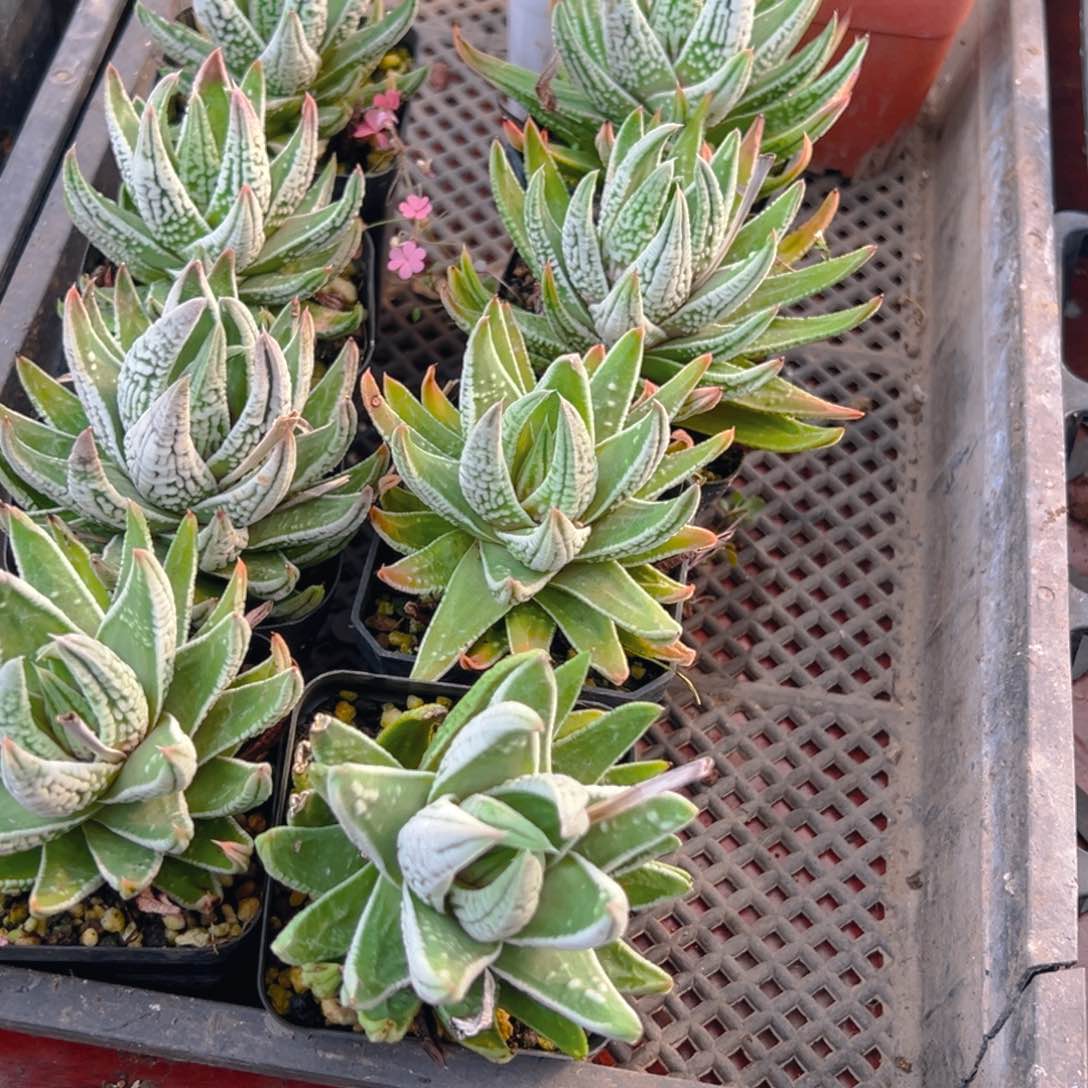 皇帝多肉多肉一颗