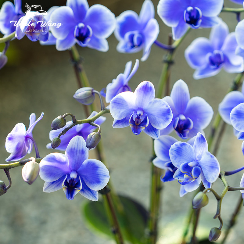 种花王大爷 蝴蝶兰【马卡龙紫色】兰花苗阳台客厅观赏花卉四季好养