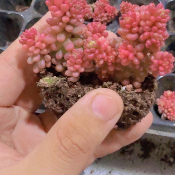 红色浆果锦新品穴盘一颗