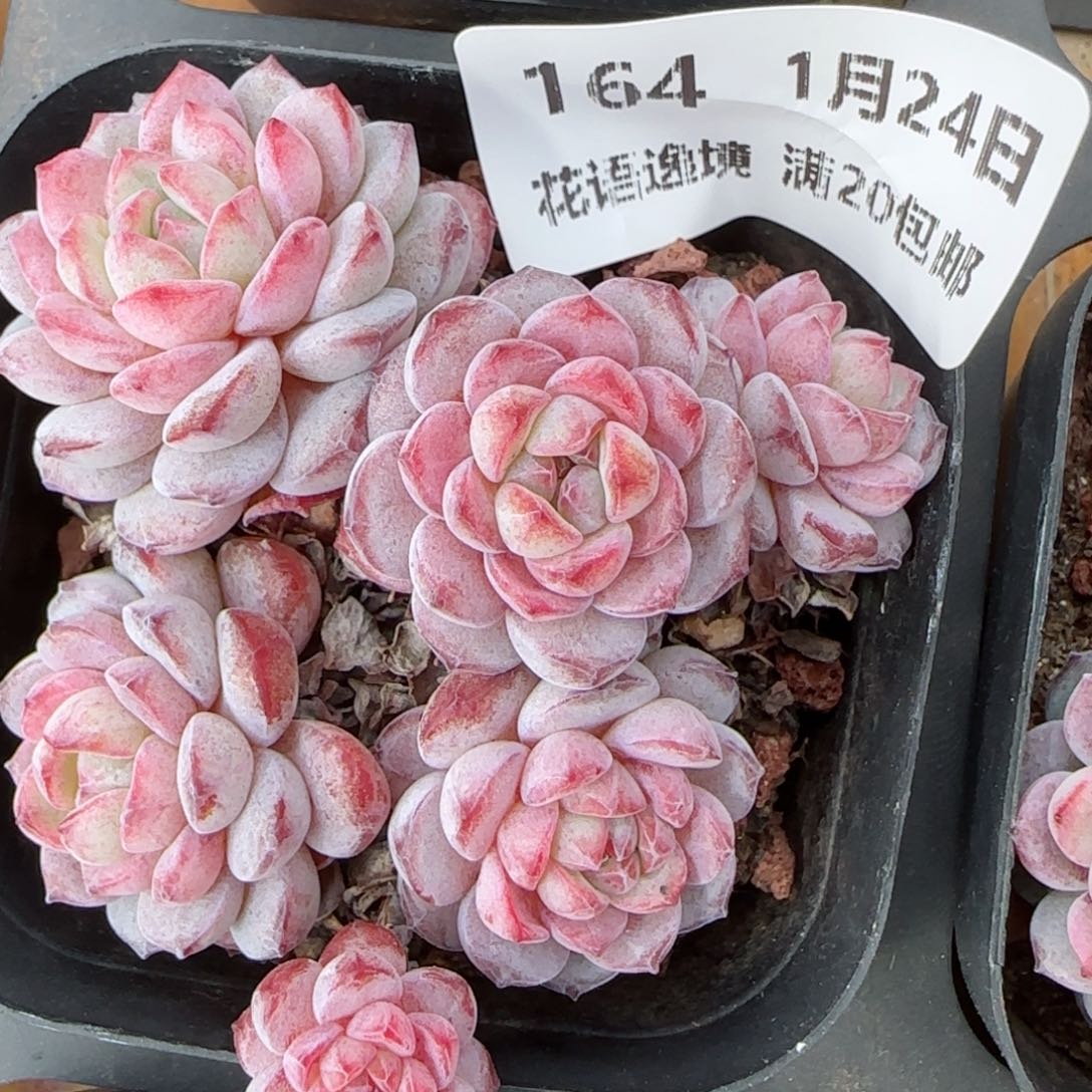 花语逸境0124-164