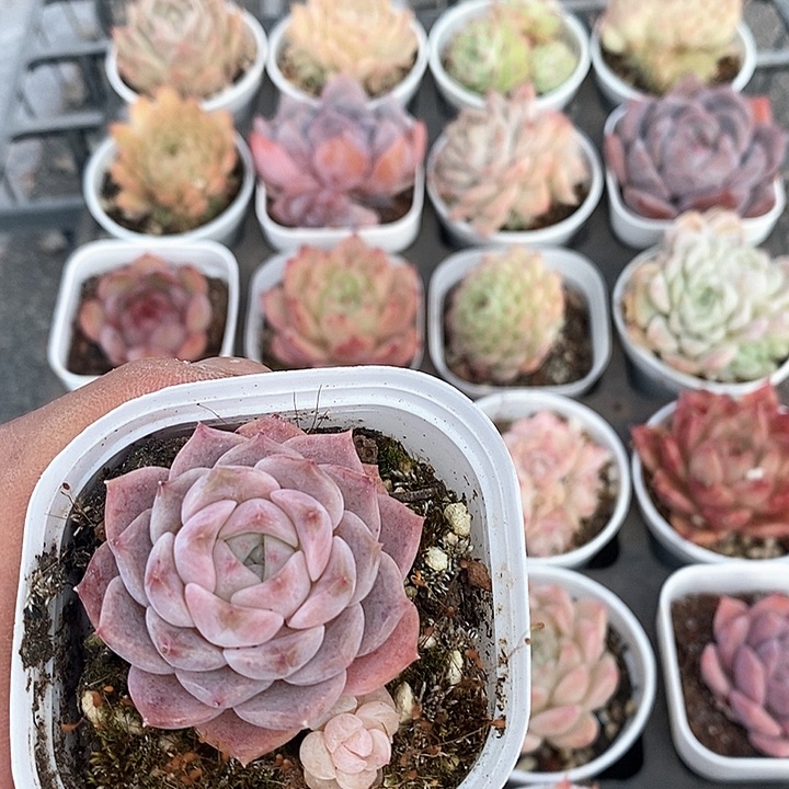 多肉植物一物一拍0173