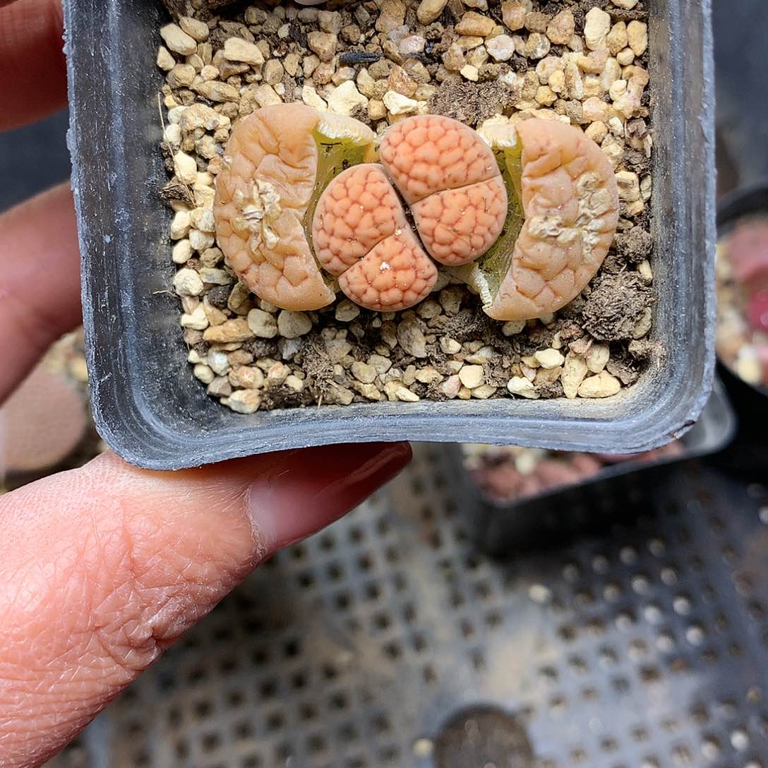 A173多肉植物保护研究所