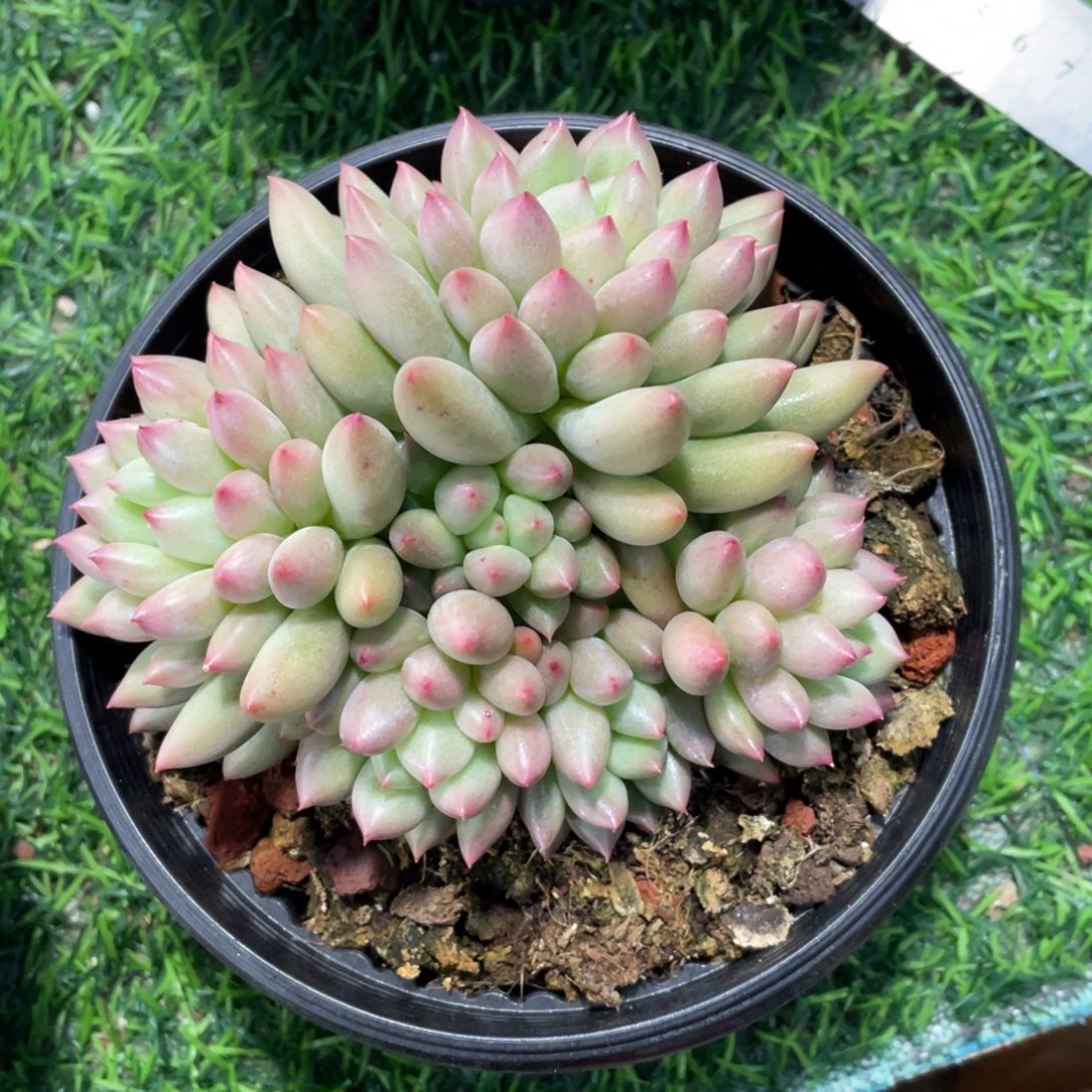 岩字多肉冠幅12 公分一物一拍