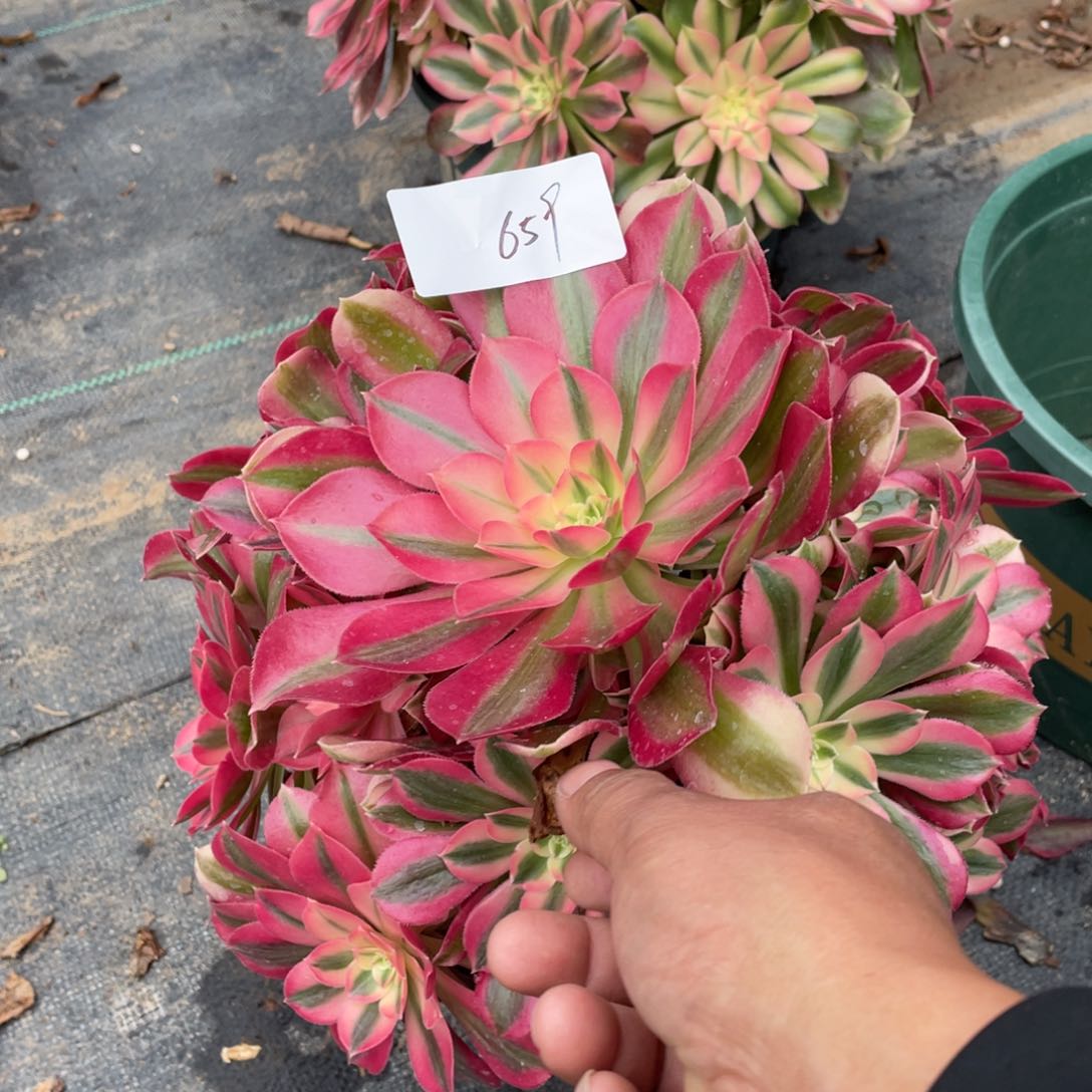 老五多肉65911111