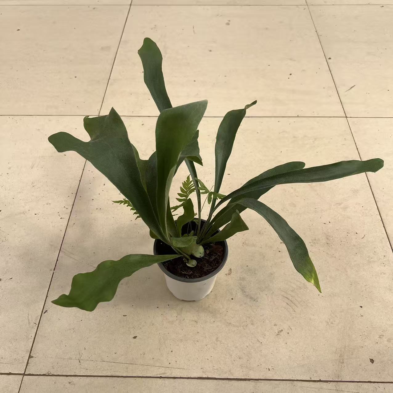 鹿角蕨盆栽室内养护 