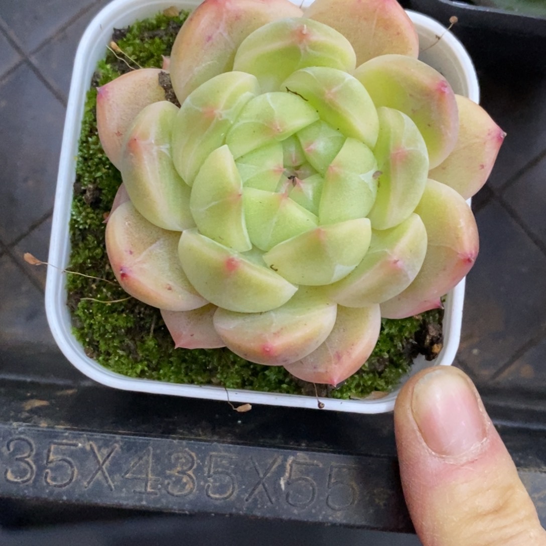 精品多肉一物一拍不包整38