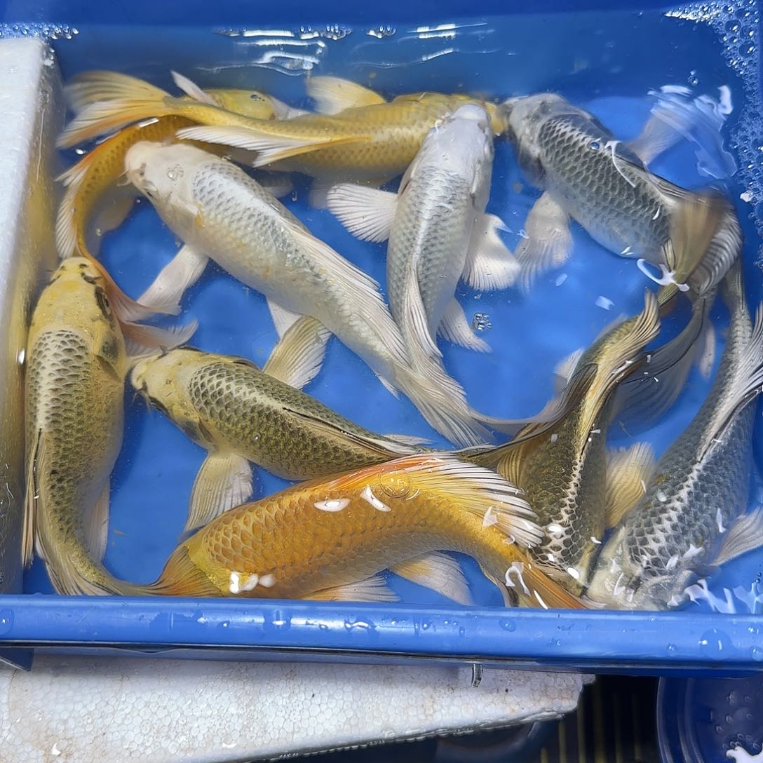 蝴蝶鲤鱼10条精品