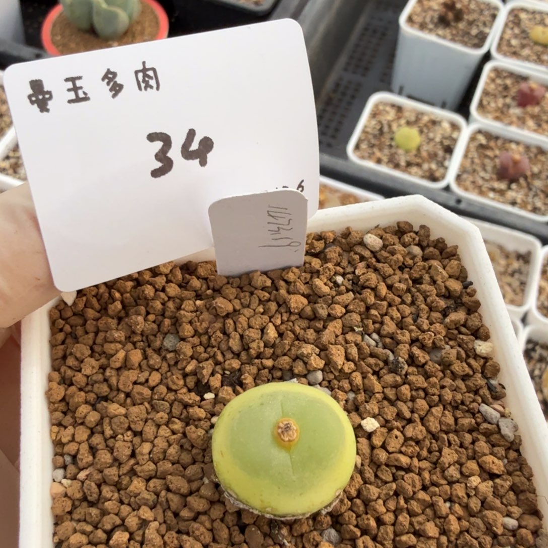 把***.多肉多肉多肉12.6-034