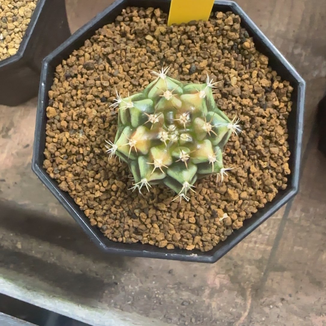 我***啊234号泰系名品侧芽山姆上市