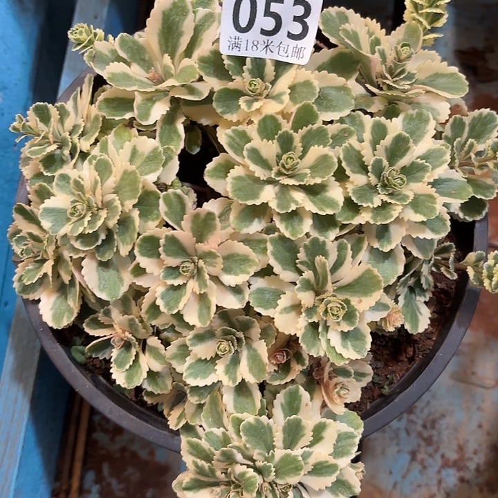 053亚特兰蒂斯掌心多肉法师锦