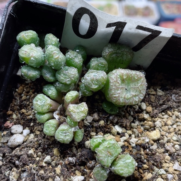 017流水铜壶带盆