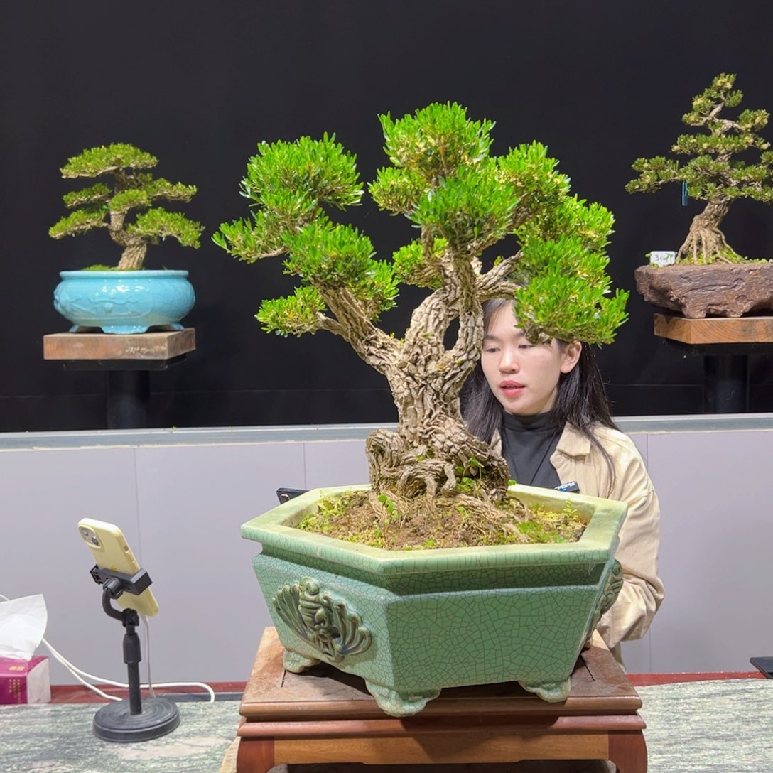 黄杨盆景老桩四季常青