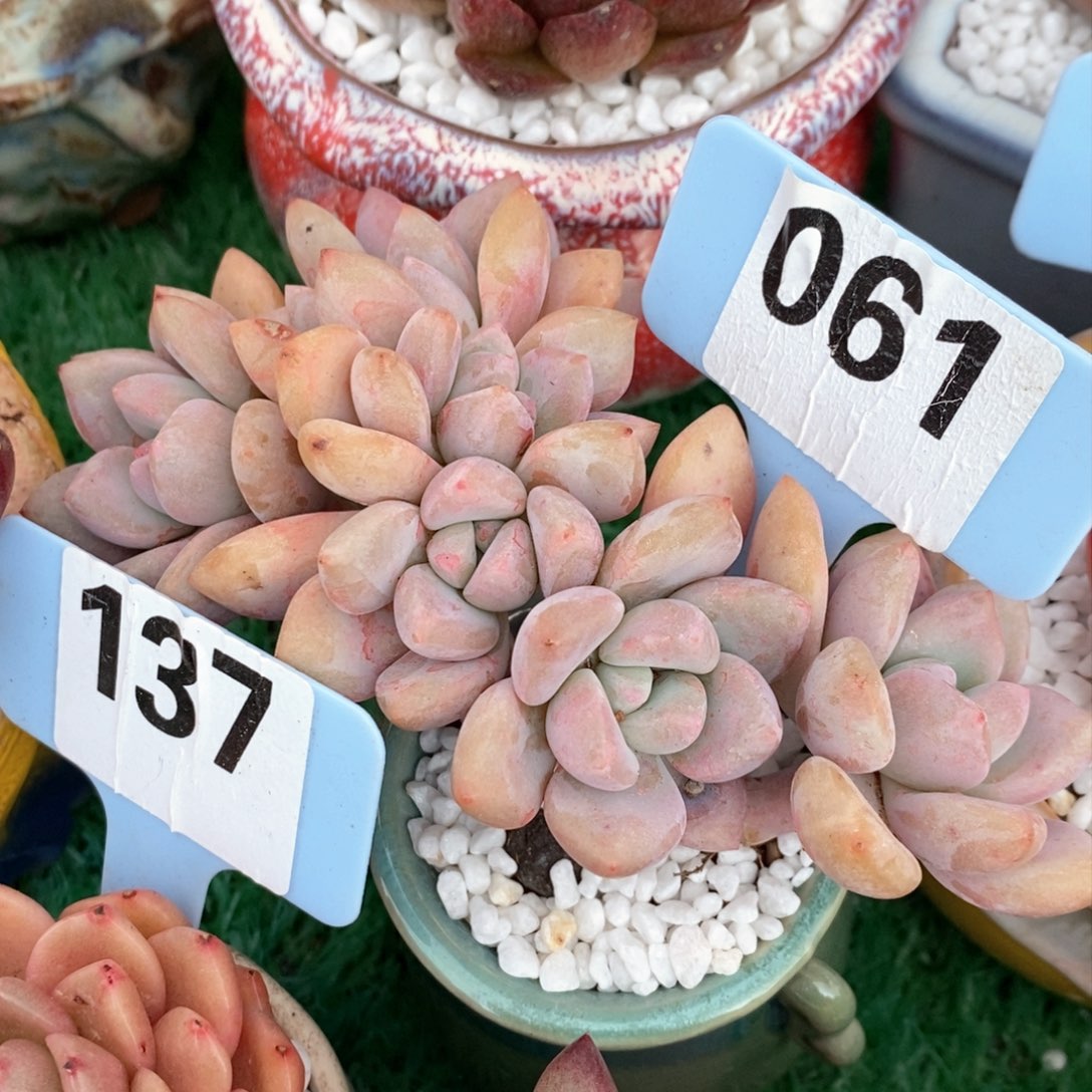 奥普朵朵多肉植物盆栽