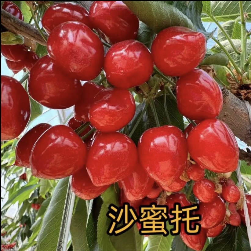 【沙蜜托樱桃3斤 5斤J】易县本地果子  酸甜爽口  顺丰直达萨米脱樱桃