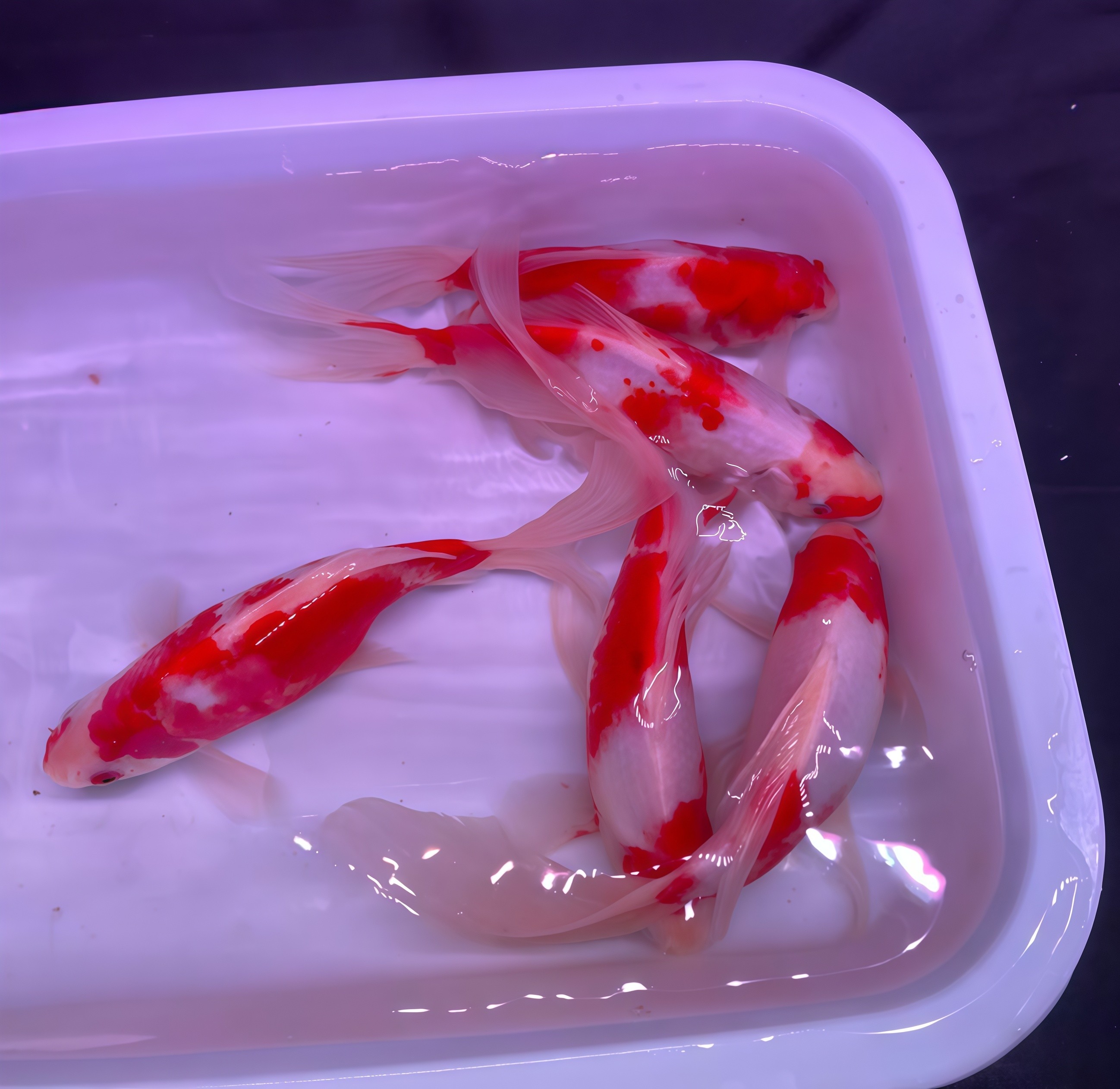 冷水鱼玉鹦鹉鱼招财淡水好养易活冷水鱼苗观赏鱼活鱼金鱼耐活锦鲤