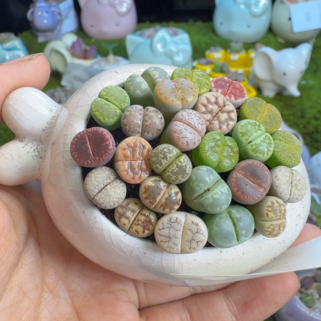 天***鸟多肉植物福利冲冲530