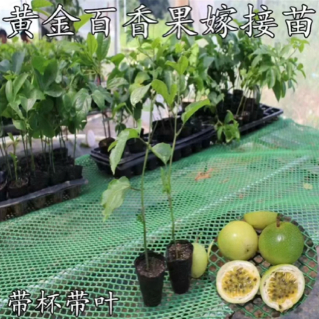 钦蜜9号百香果苗 爬藤植物 四季结果 九分甜一分酸 可盆栽