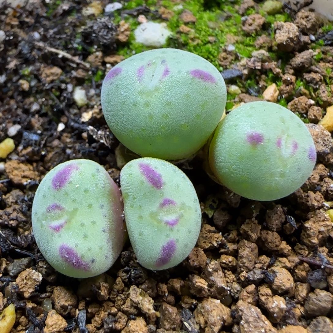 11.29.梅春玉.9005冠幅2.2cm