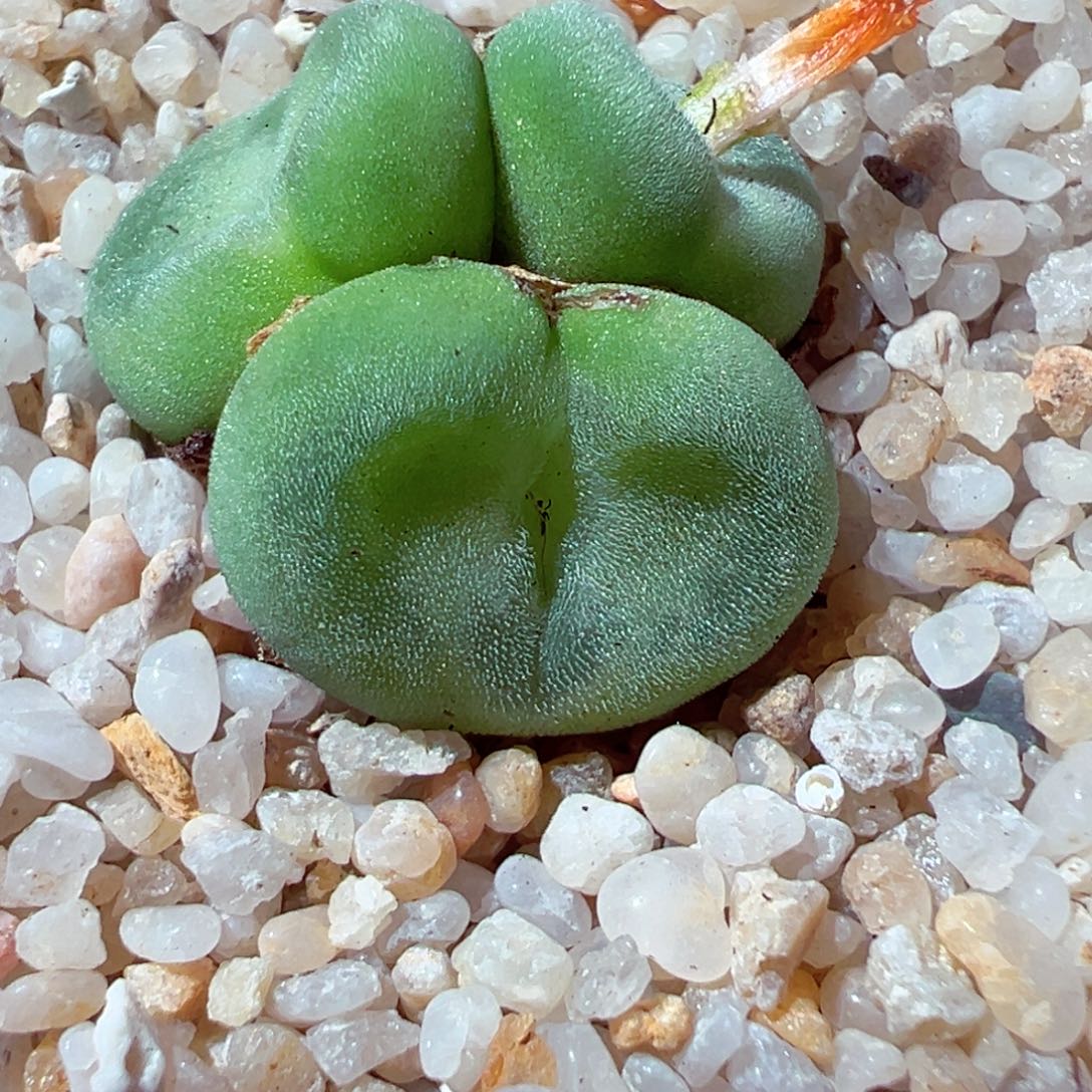 811-413多肉多肉水晶鞋多肉