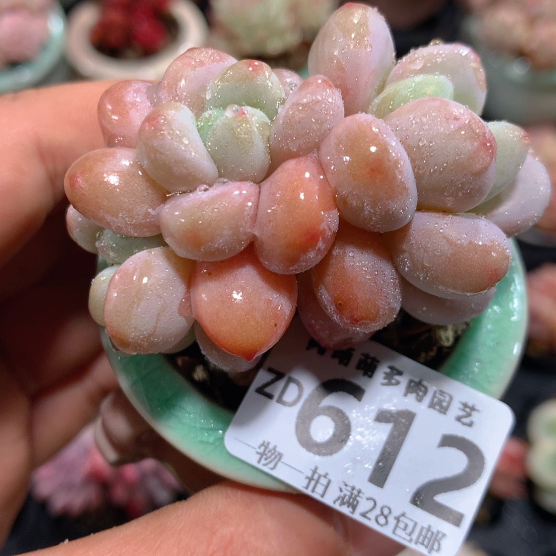 5CM拇指盆精控多肉ZD612