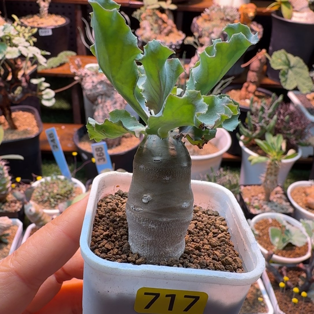 雪鹿厚墩菊717 仙人掌