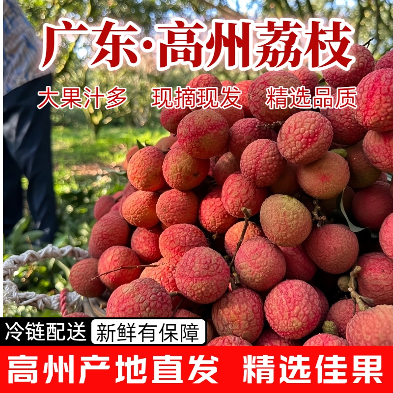 【冷链】到家高州白糖罂荔枝头茬新鲜现摘核小肉厚香甜当季