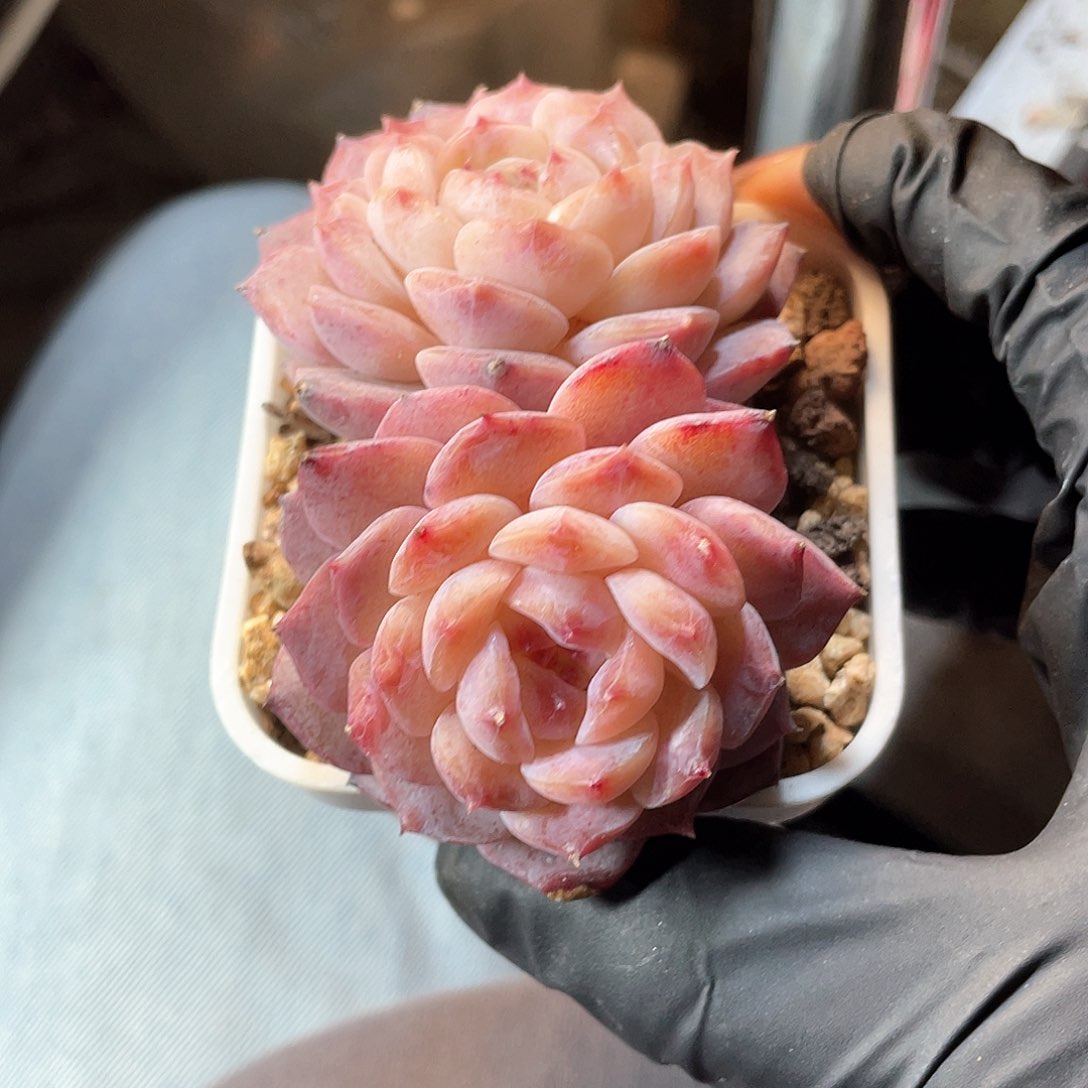 优选冰魄福利603