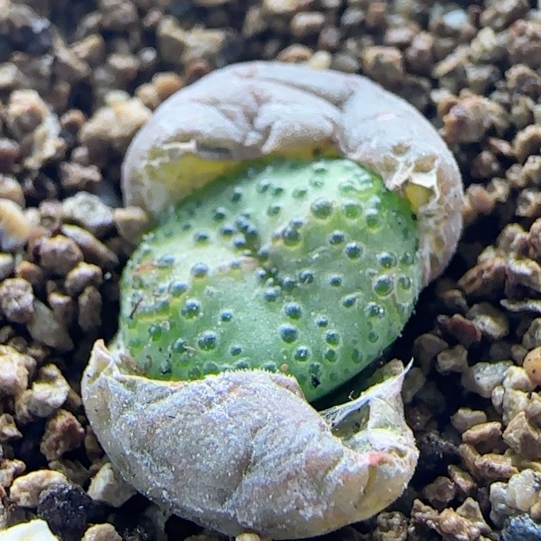 2.21.22/火龙果安贞