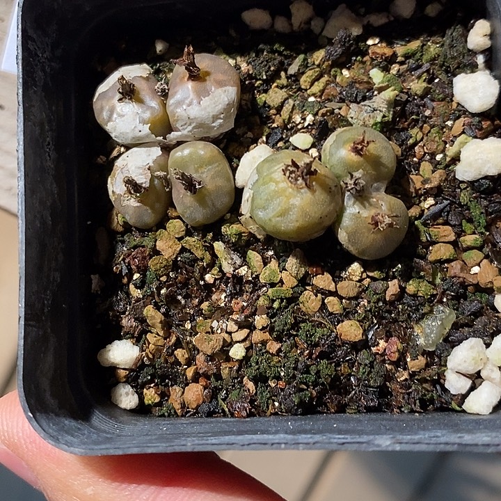 31363。 一盒烧卖。   