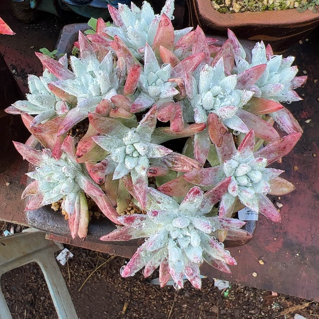 4333白雪仙女杯多肉