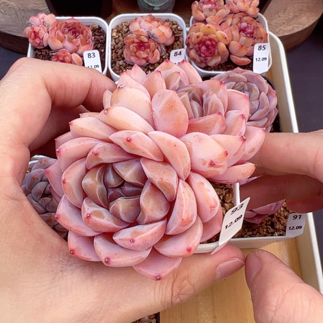 好好看93、哈哈哈哈哈