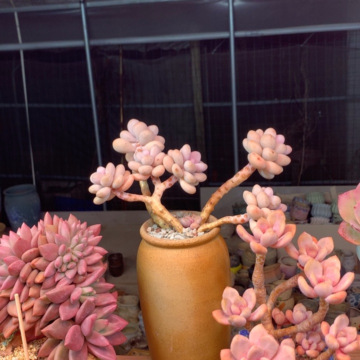 桃蛋腰桩z z z z z