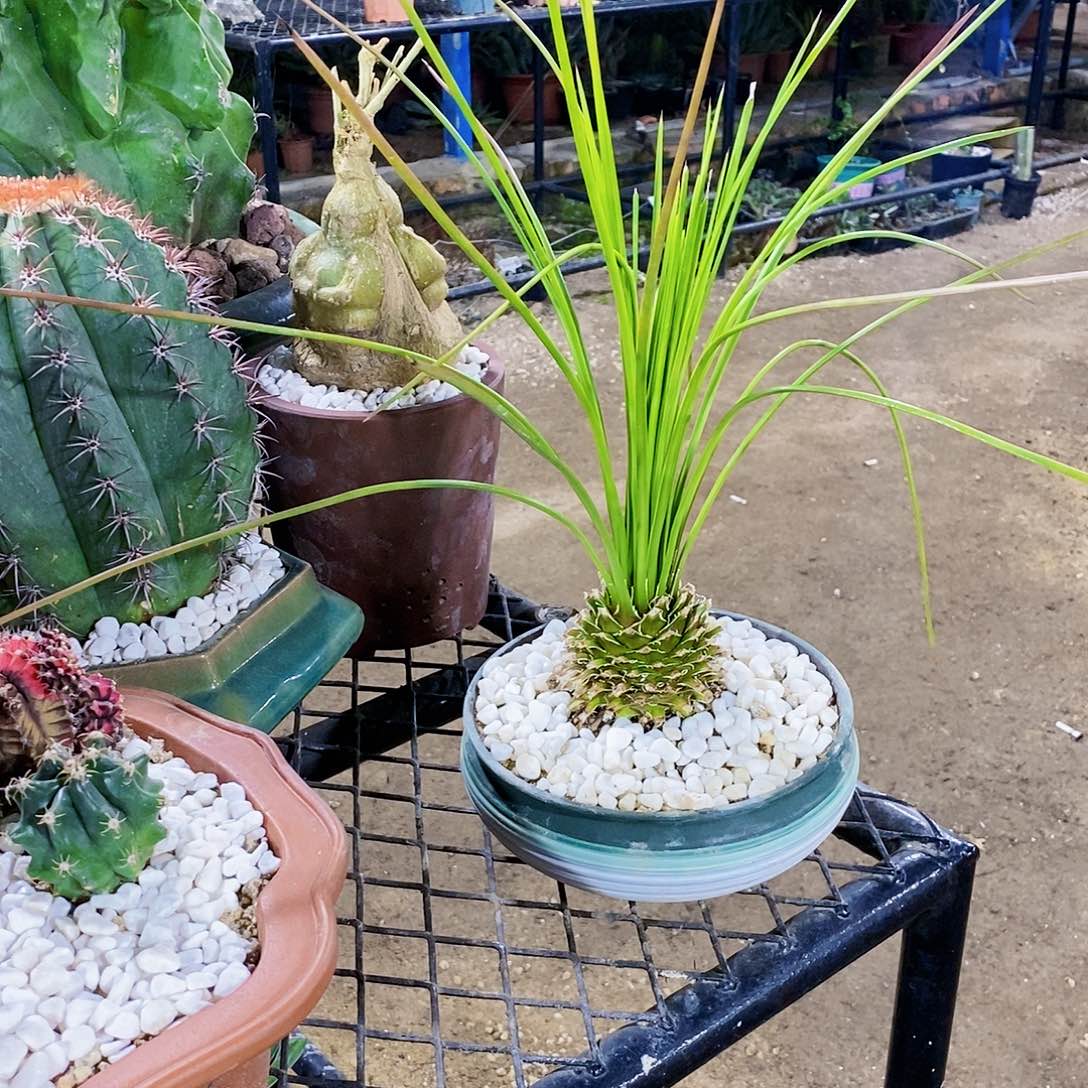 C****u吹上一颗11111111