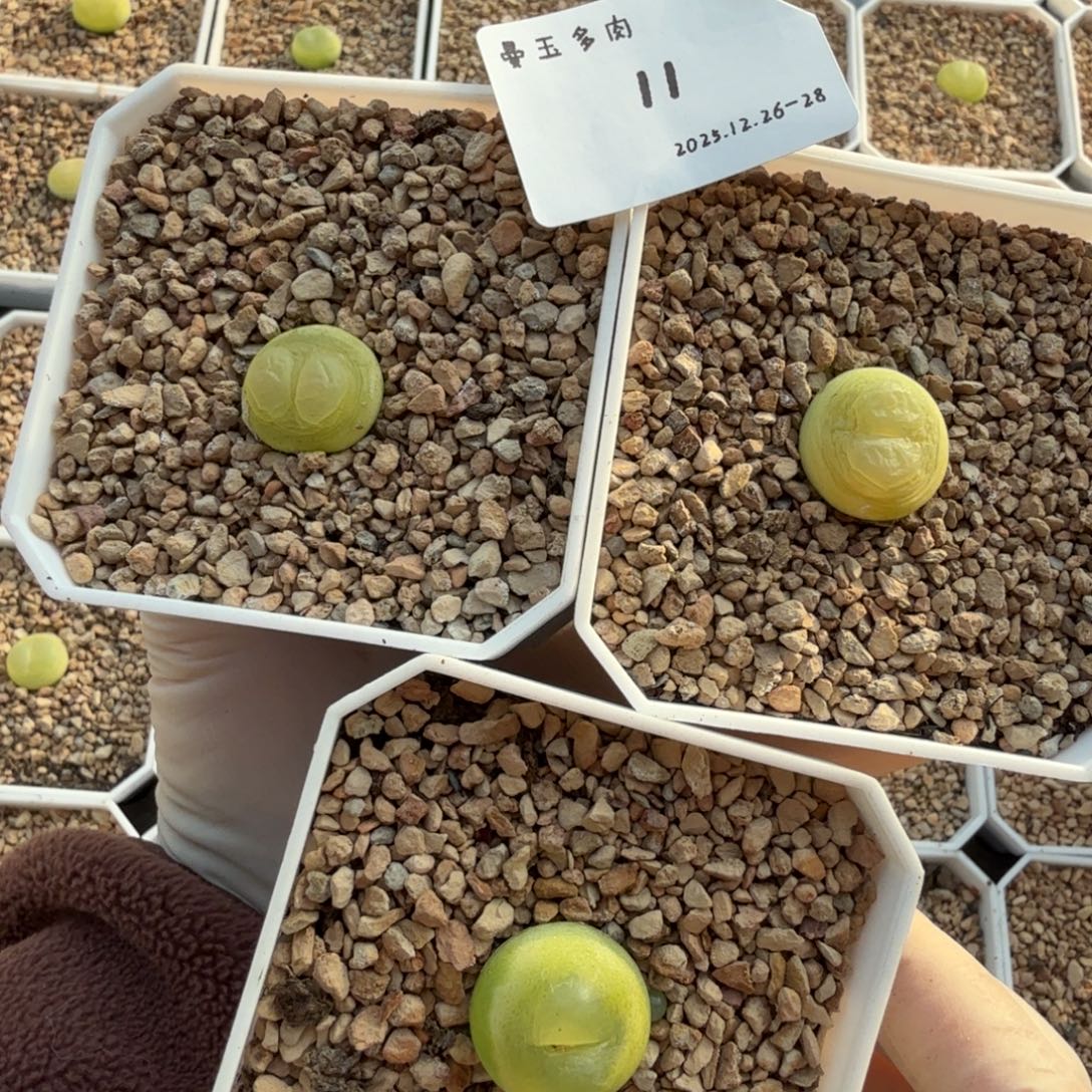 用***9多肉多肉多肉12-011