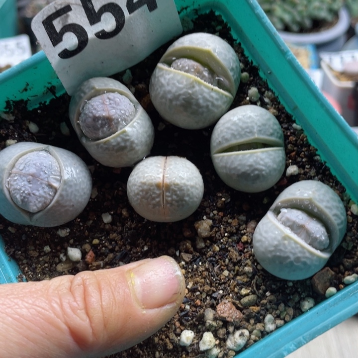 554母本高尔夫3cm带盆