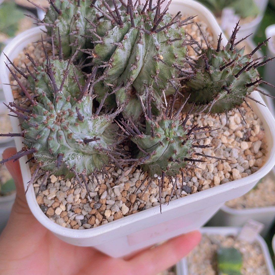 033号脱土发货1111