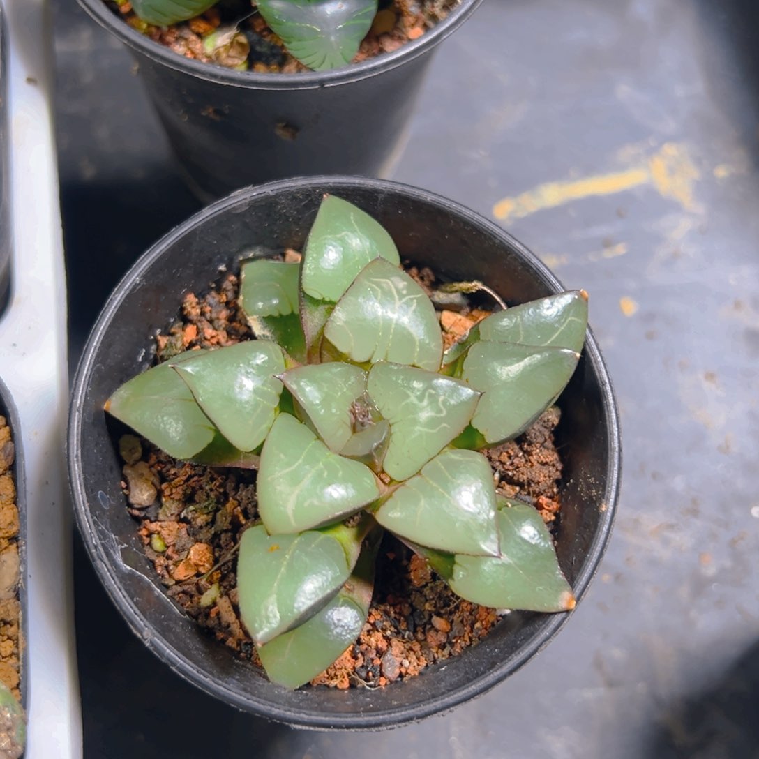 丸叶天池克玉露万象盆