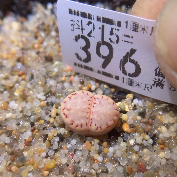 精品生石花215.396