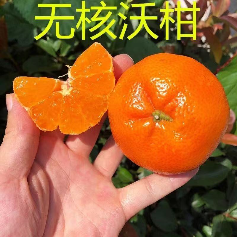 【无籽沃柑】橘树苗正宗沃柑桔苗南北方种植地栽盆栽嫁接果树苗