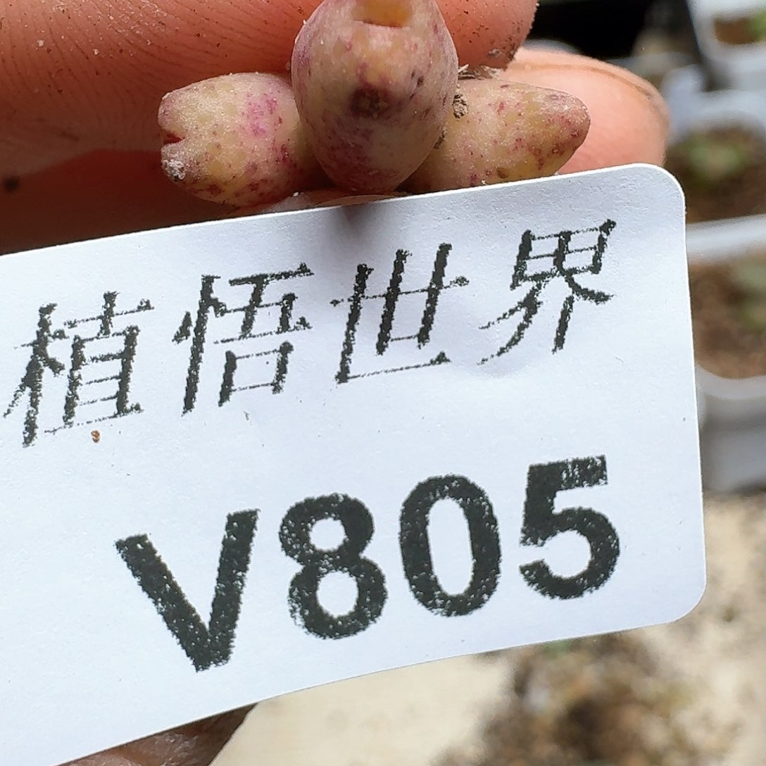 805盒多肉植物哇c c