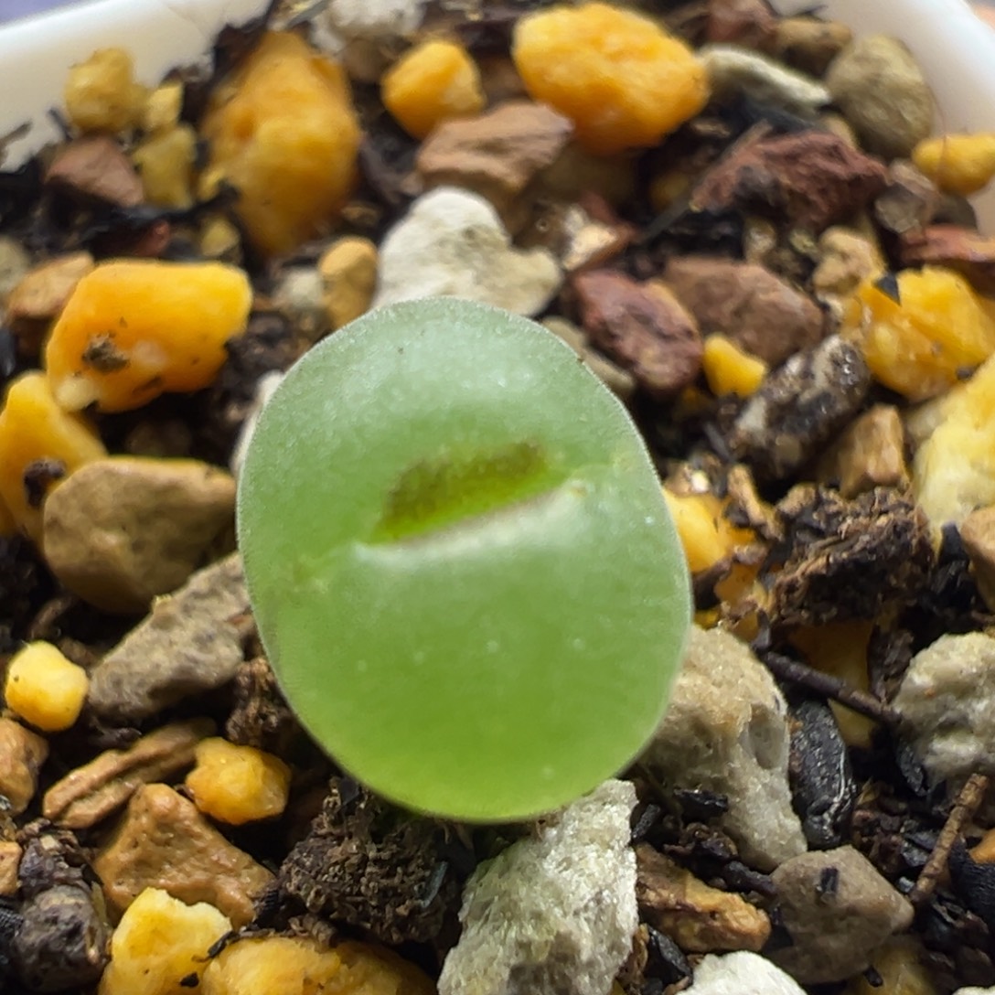 16粉红女郎纽扣母本一物一拍