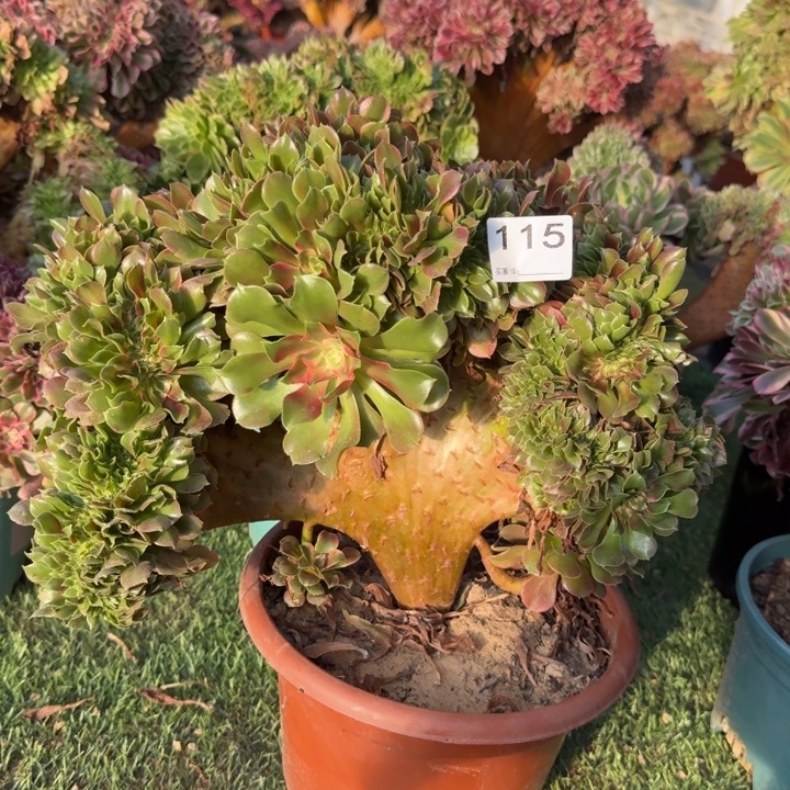 香妃法师锦缀化115法师锦