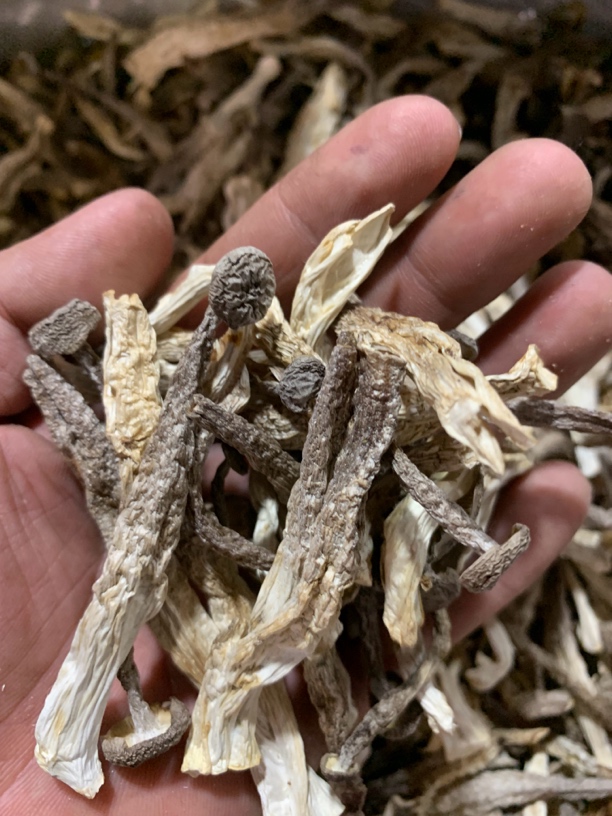 足干货新货无硫鹿茸菇营养丰富煲汤炒肉脆爽可口