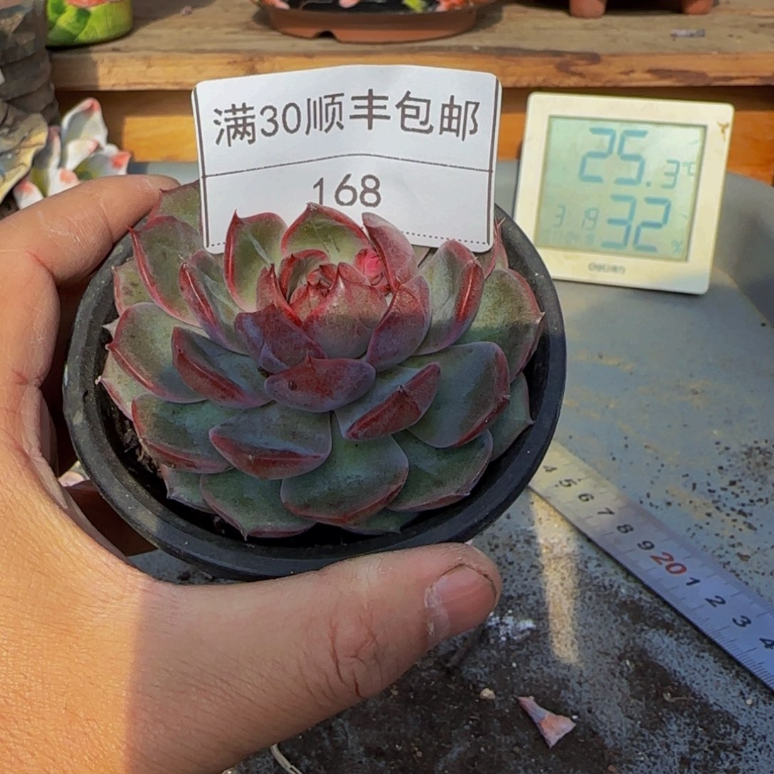 168蓝莓多肉单头8cm